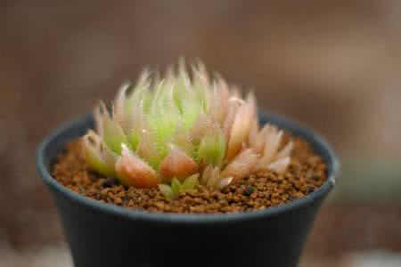 »éÒö¼ÒÍ¥¡¢ÒŲú¼Ì³Ð¡×î¸ß·¨·¢²¼Ãñ·¨µä˾·¨½âÊÍ