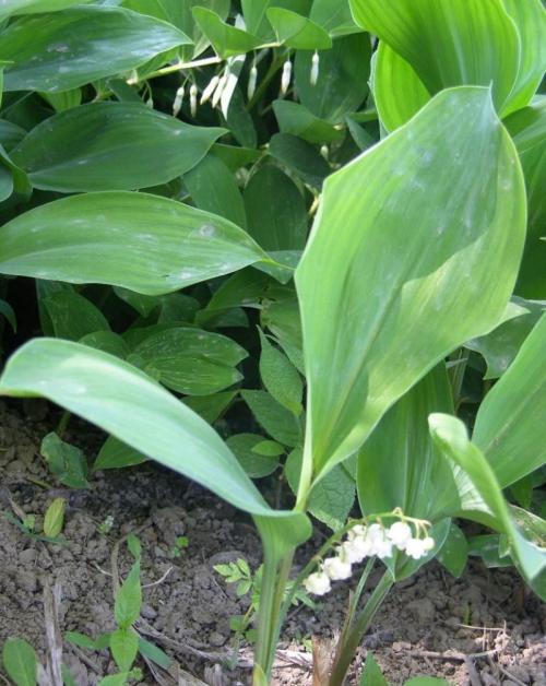 ÎÚ¿ËÀ¼ÏòÖз½¶©¹º191Íò¼ÁÖйú²úйÚÒßÃç