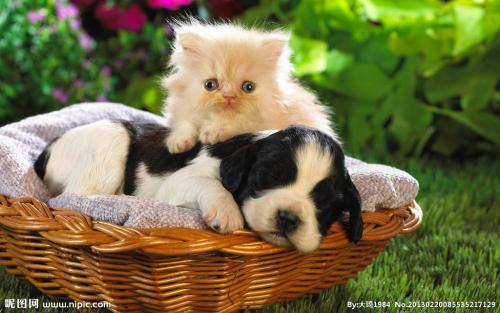 Ö±²¥µçÉÌΪÓñʯÐÐÒµÐîÊÆ ¹ã¶«ËĻᡰ³Ë·ç¡±×ªÐÍ