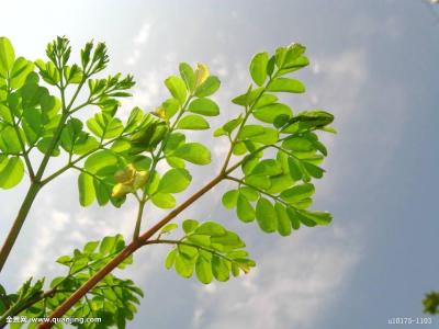 Ó¢¹úµ¥ÈÕÐÂÔöÈ·ÕïÆÆ4ÍòÀý ÓÖÓÐ3¹úÏÖ±äÒìйڲ¡¶¾